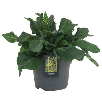 Verbascum 'Dark Eyes'
