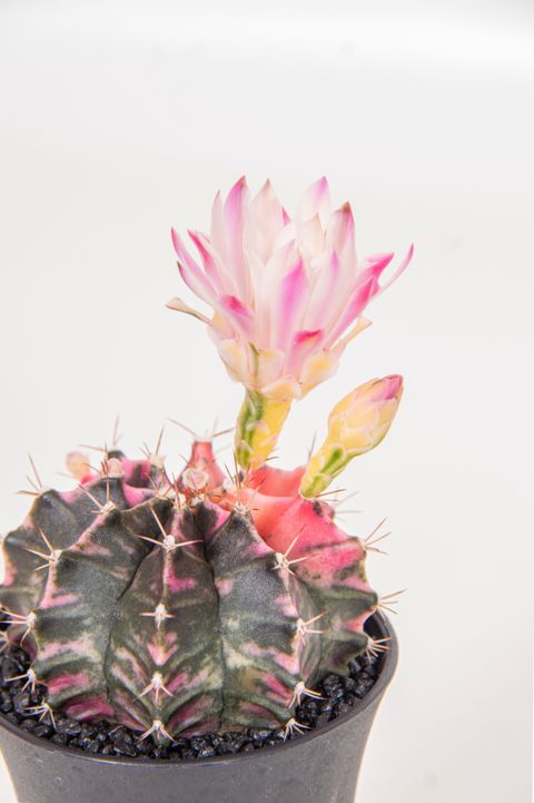 Gymnocalycium 'Variegata'