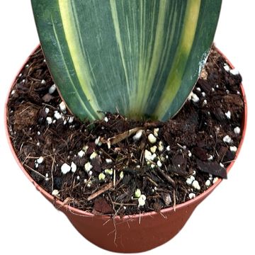 Sansevieria masoniana 'Aurea'