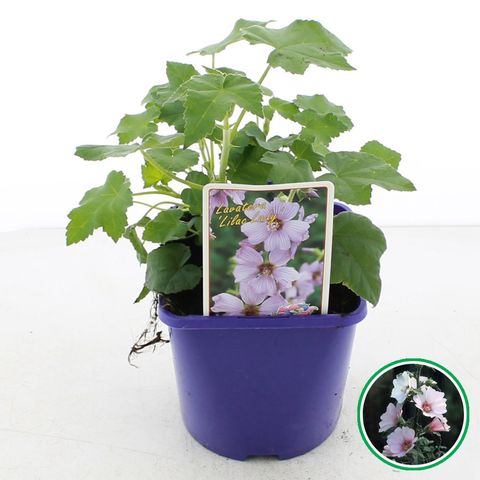 Lavatera 'Lilac Lady'