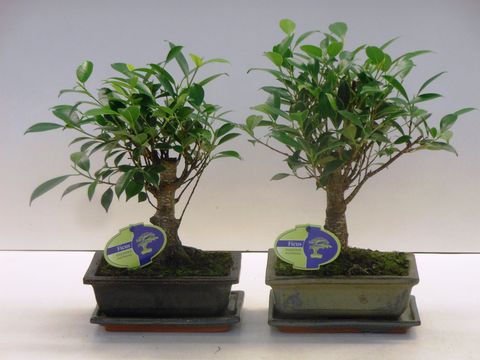 Ficus microcarpa