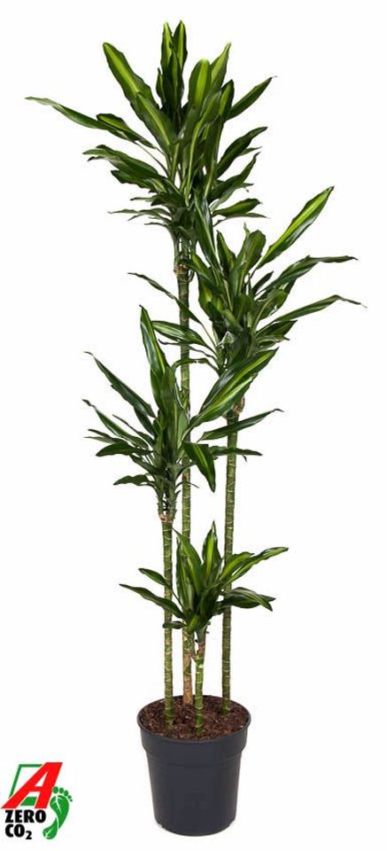 Dracaena fragrans CINTHO