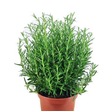 Rosmarinus officinalis