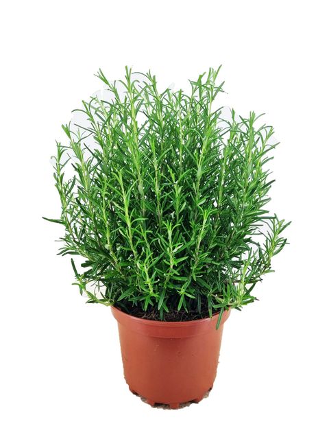 Rosmarinus officinalis