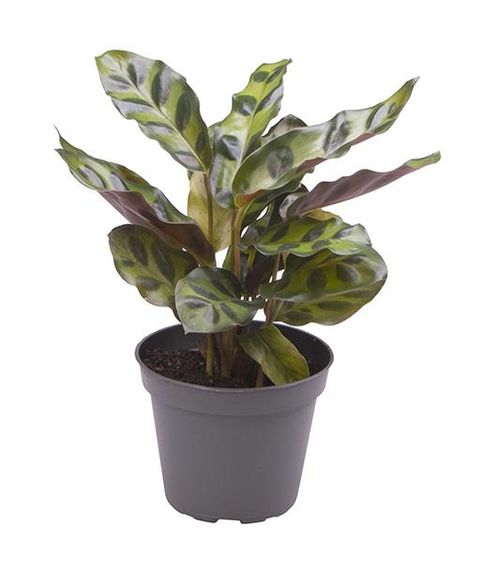 Calathea lancifolia