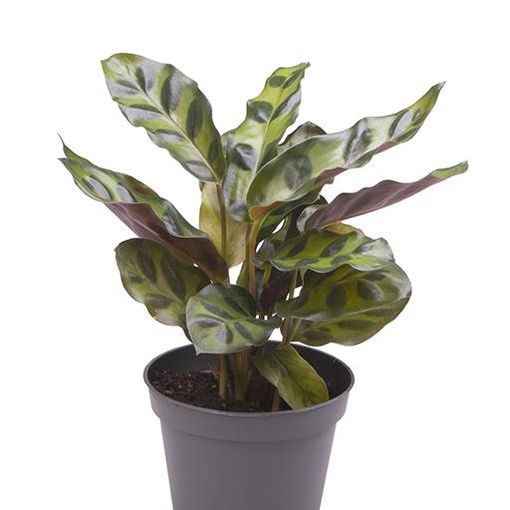 Calathea lancifolia