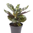 Calathea lancifolia