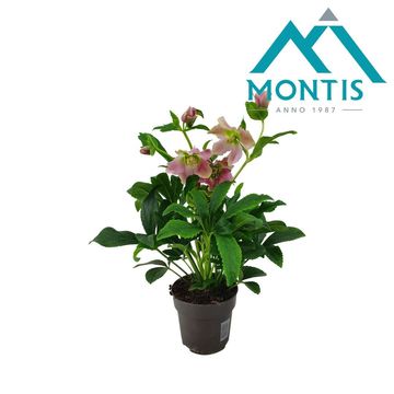 Helleborus orientalis MIX