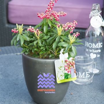 Pieris japonica 'Valley Valentine'