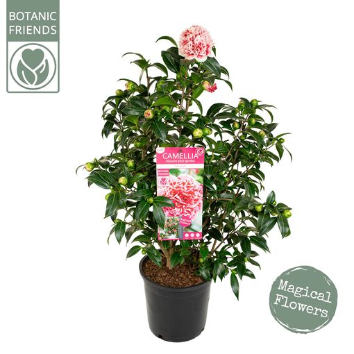 Camellia japonica 'Volunteer'