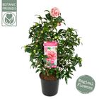 Camellia japonica 'Volunteer'