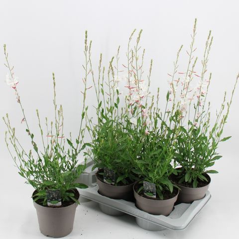 Gaura lindheimeri GEYSER WHITE