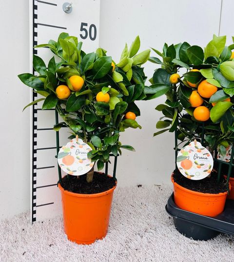 x Citrofortunella microcarpa