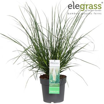 Cortaderia selloana 'Evita'