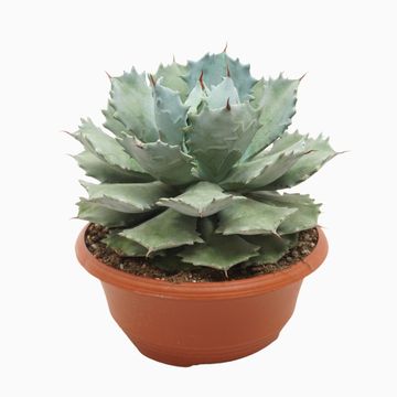 Agave potatorum