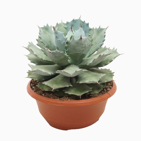 Agave potatorum