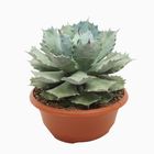 Agave potatorum