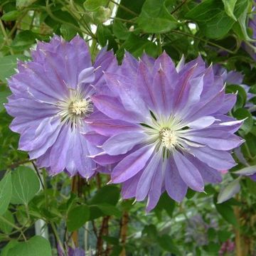 Clematis 'Teshio' (EL)