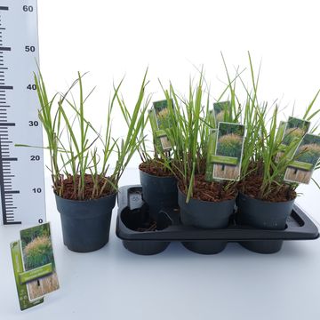 Miscanthus sinensis 'Herman Mussel'