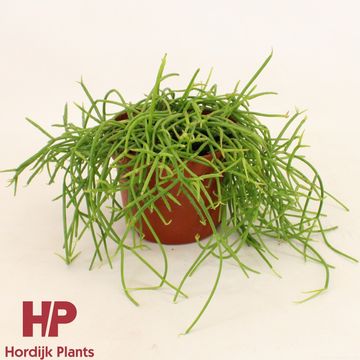 Rhipsalis baccifera shaferi Rhipsalis baccifera shaferi