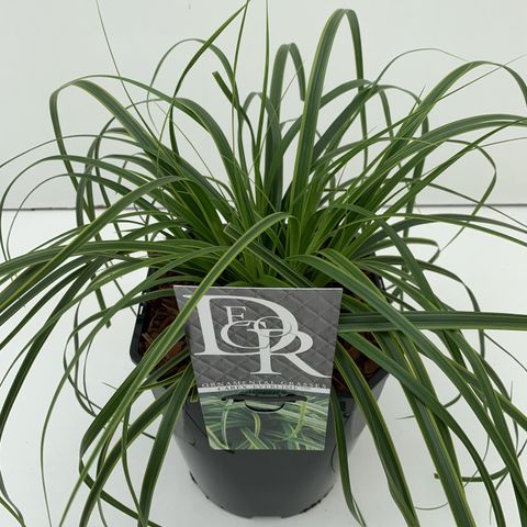 Carex oshimensis EVERCOLOR EVERLIME