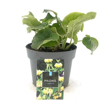 Phlomis russeliana