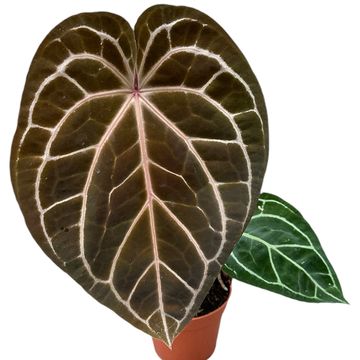 Anthurium 'Red Crystallinum'