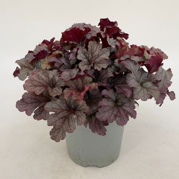 Heuchera INDIAN SUMMER HUCKLEBERRY