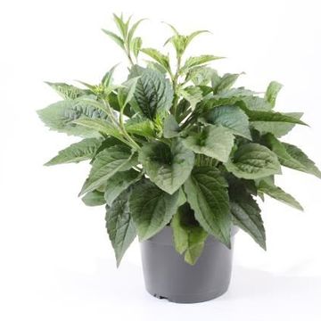 Rudbeckia fulgida