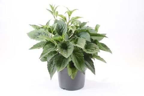 Rudbeckia fulgida