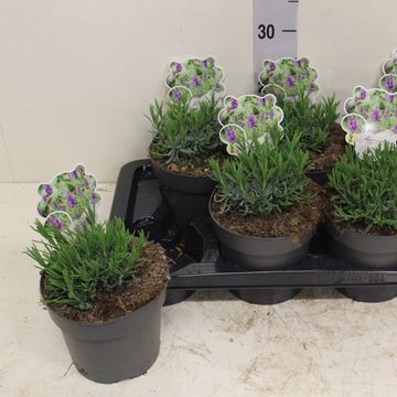 Lavandula angustifolia 'Hidcote'