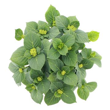 Hydrangea macrophylla ICE GIRL