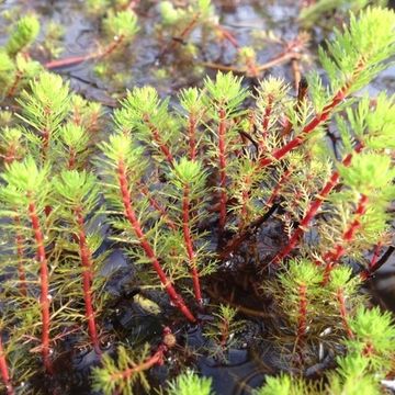 Myriophyllum spicatum