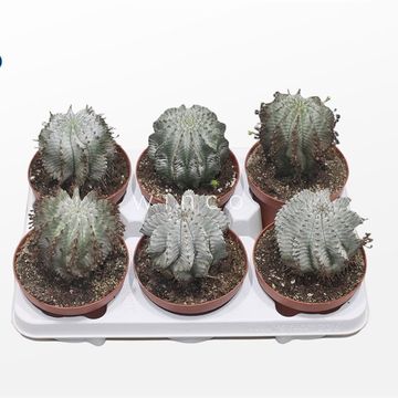 Euphorbia horrida alba