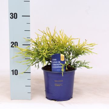 Chamaecyparis pisifera 'Sungold'