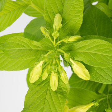 Weigela middendorffiana 'Mango'
