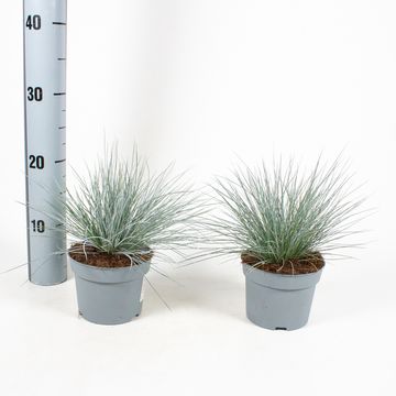 Festuca glauca