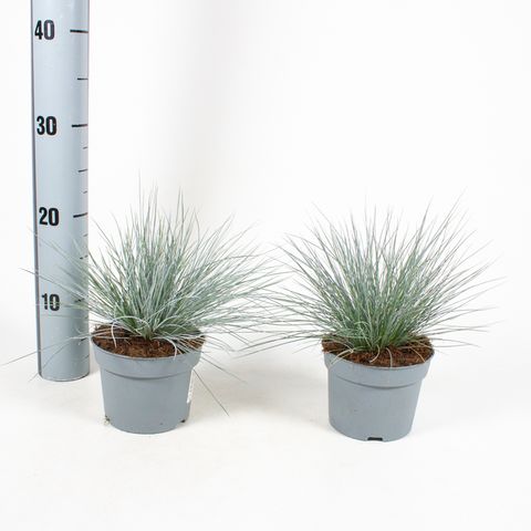 Festuca glauca