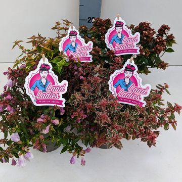 Abelia x grandiflora MIX