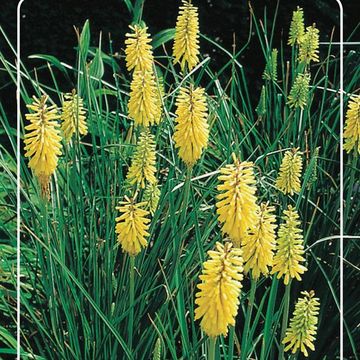 Kniphofia 'Sunningdale Yellow'