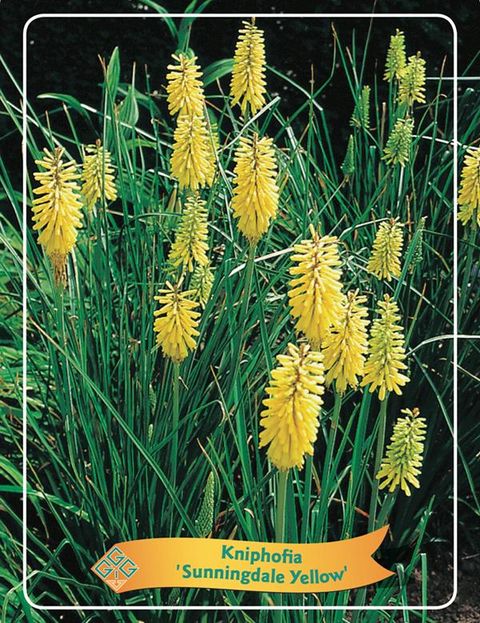 Kniphofia 'Sunningdale Yellow'