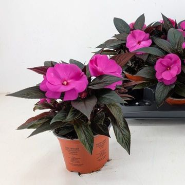 Impatiens COLORPOWER VIOLET
