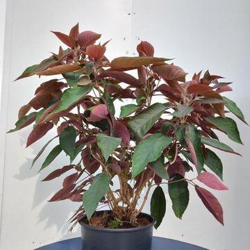 Hydrangea aspera HOT CHOCOLATE