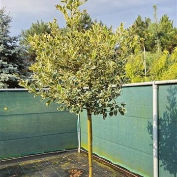 Ilex aquifolium 'Argentea Marginata'