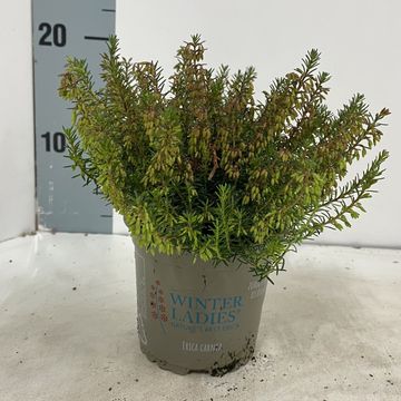 Erica carnea WINTER LADIES SARAH