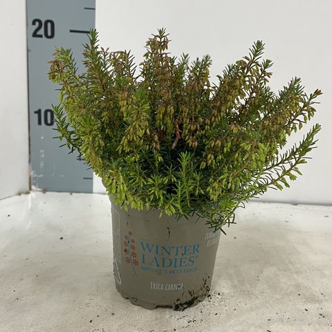 Erica carnea WINTER LADIES SARAH
