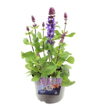 Salvia x sylvestris BLUE MARVEL