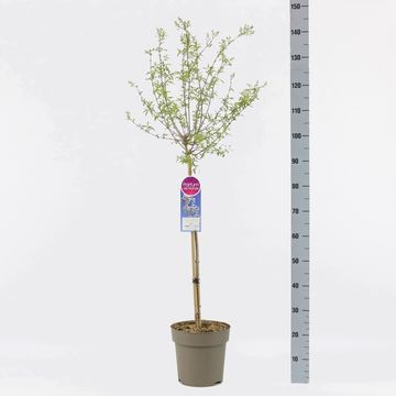 Syringa x persica 'Alba'