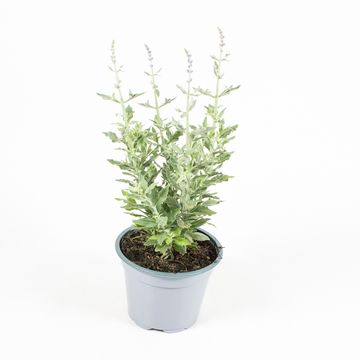 Perovskia atriplicifolia