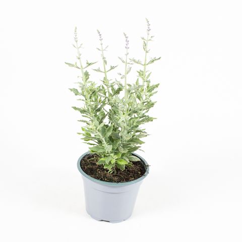 Perovskia atriplicifolia